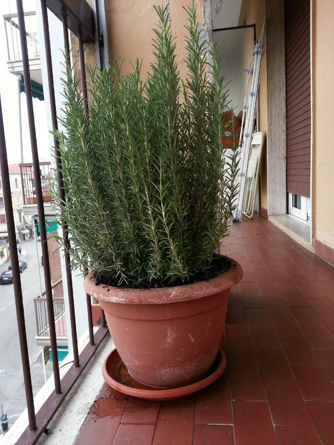 La Via Per Milano Vigevano Exterior foto